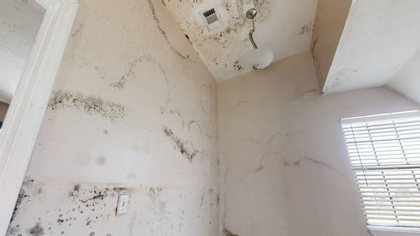  Noroton, CT Mold Removal Pros