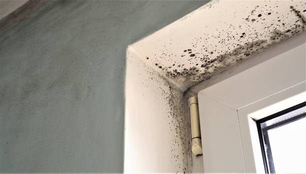 Best Environmental Consulting for Mold Prevention  in Noroton, CT