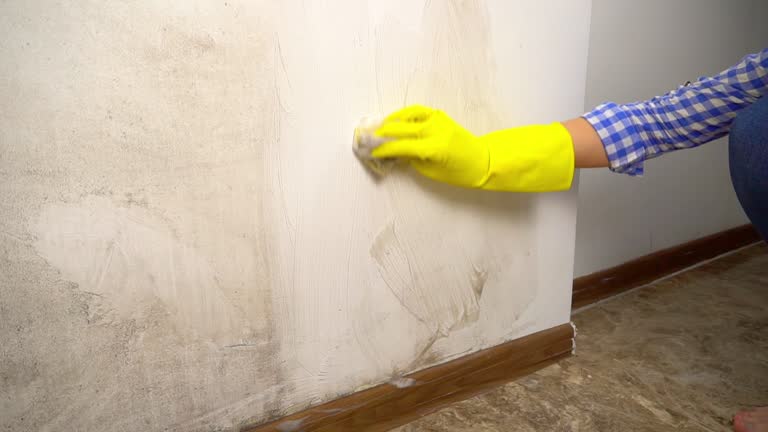 Best Attic Mold Removal  in Noroton, CT