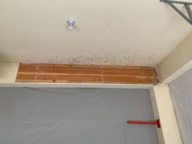 Best Air Quality Testing for Mold Spores  in Noroton, CT