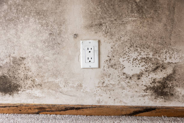 Best Crawl Space Mold Remediation  in Noroton, CT