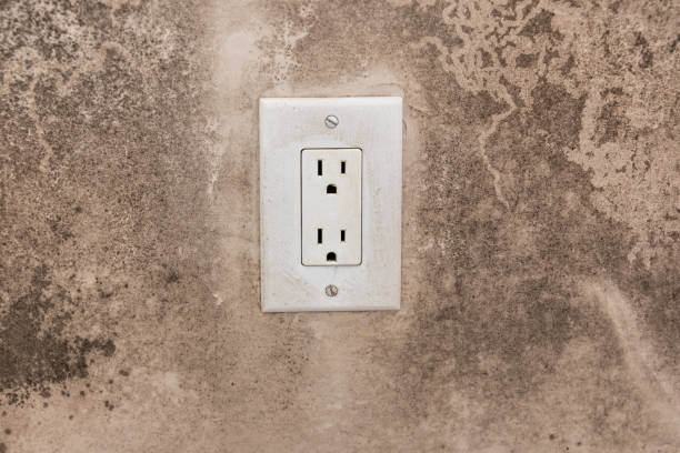 Best Emergency Mold Remediation  in Noroton, CT